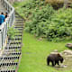 Nationalpark kompakt - Tour durchs Tier-Freigelände