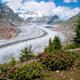 Fiescheralp - Aletschwald - Riederalp