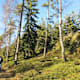 Ruine Weißenstein auf dem Pfahl