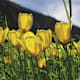 Tulpenring Grengiols