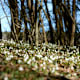 Das Frühlingstal im Montiggler Wald