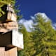 Siviez - Bisse De Saxon - Haute-Nendaz