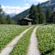 Blaser – blumenreichster Berg der Alpen