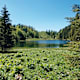 Taubensee