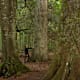 Wilde Wälder bei Bayerisch Eisenstein