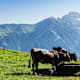 6 aussichtsreiche Almwanderungen in Vorarlberg