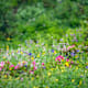 Blumenwanderweg Gaisbachtal