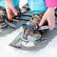 Höhenwanderweg Rossbrand mit Schneeschuhen