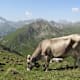 Fliesseralpe und Alp Bella ab Samnaun