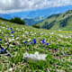 Da Kuah auf da Spur: Der Geigelstein - Tour auf den "Blumenberg des Chiemgaus"