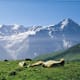 Mountain-Panoramatrail: Grosse Scheidegg – First