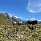 Parc Ela Trek - Etappe 5: Juf - Forcellina - Septimerpass