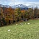 Trailrunning: Zum Gschwandtnerbauer und zur Eckenhütte