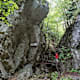 Rundwanderung Steinwandklamm und Almesbrunnberg von Furth an der Triesting