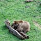 Wildnis total im Bayerischen Wald