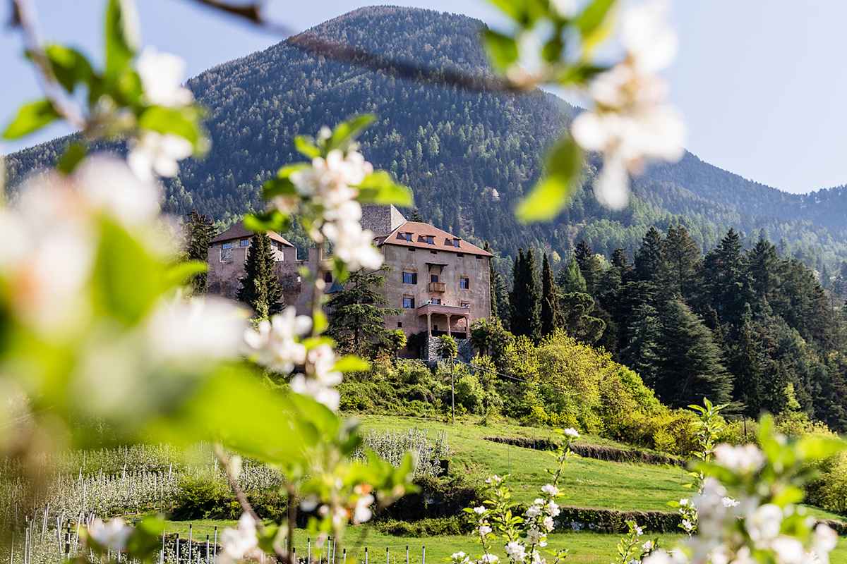 Schloss Goyen in Schenna, im Vordergrund sieht man Apfelblüten.