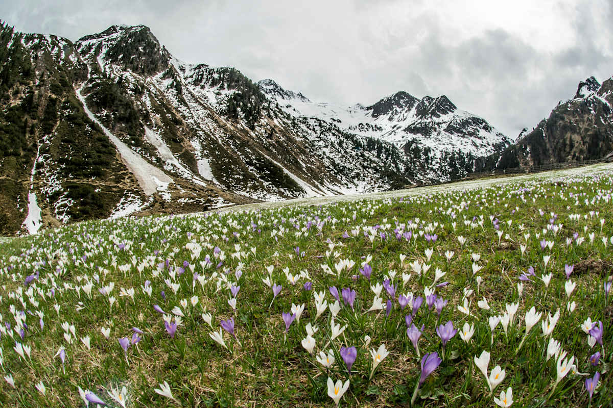 Ein Meer von Krokusblüten bedeckt im Frühling die Wiesen der Oberissalm