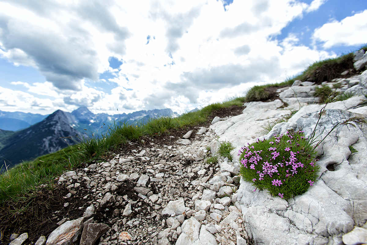 Schöne Blumen am Weg zum Prisojnik