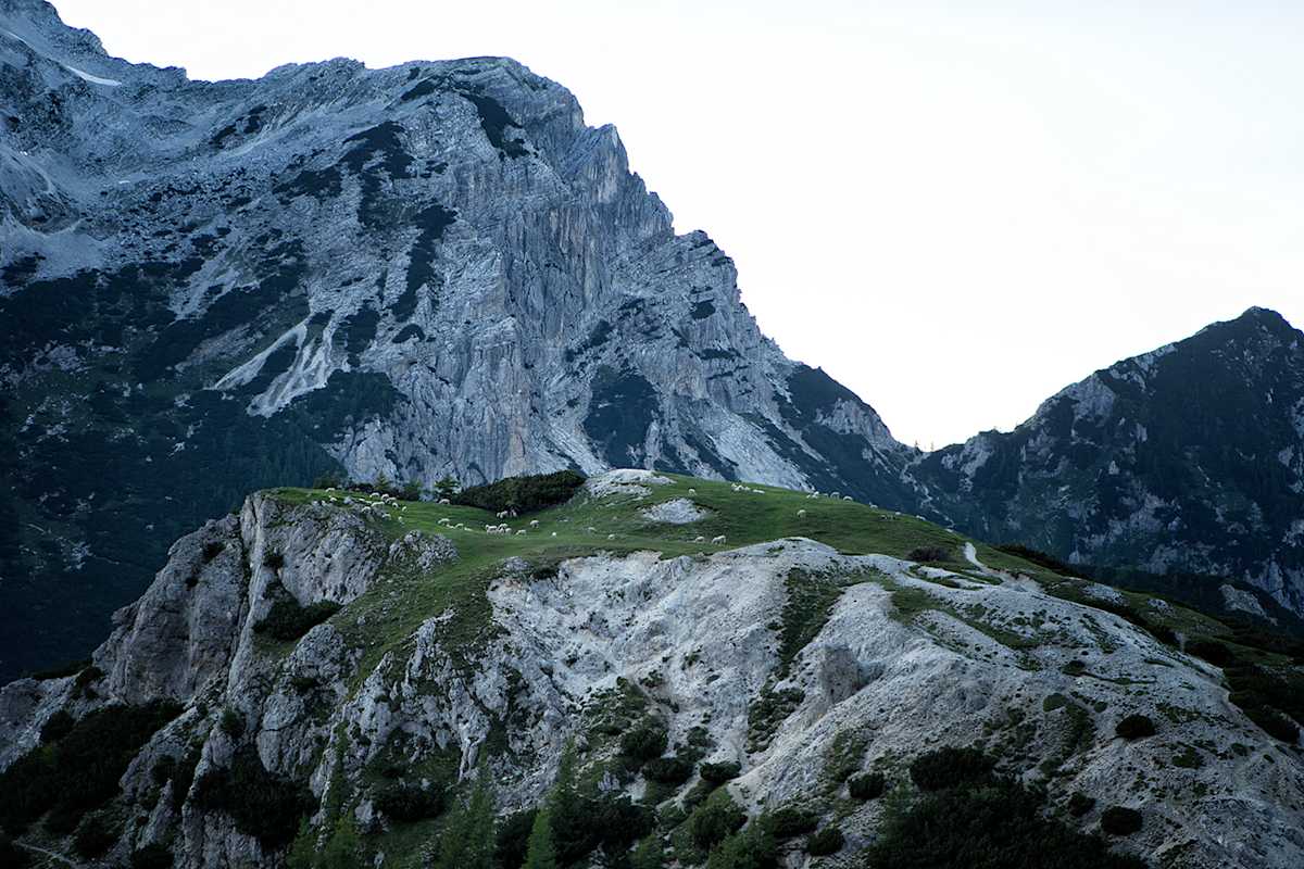 Grasende Schafe bei Sonnenuntergang