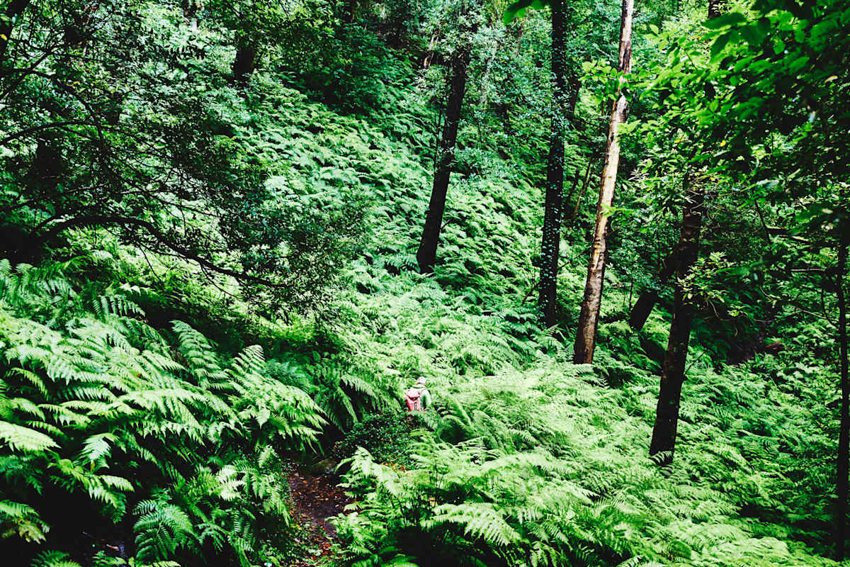 Lorbeerwald auf La Palma