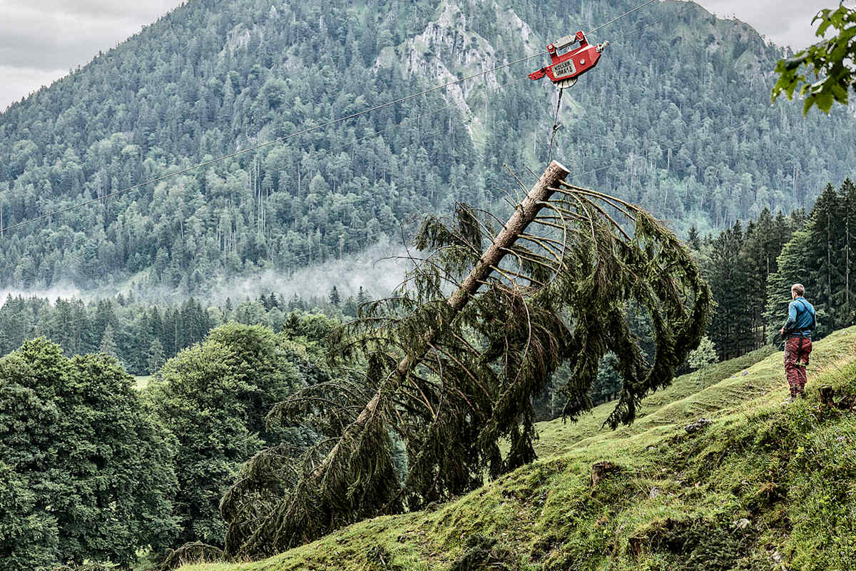 Baumtransport, Steilhang, Maschine