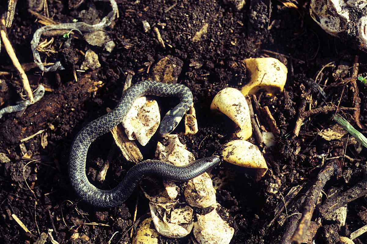 Äskulapnatter im Komposthaufen