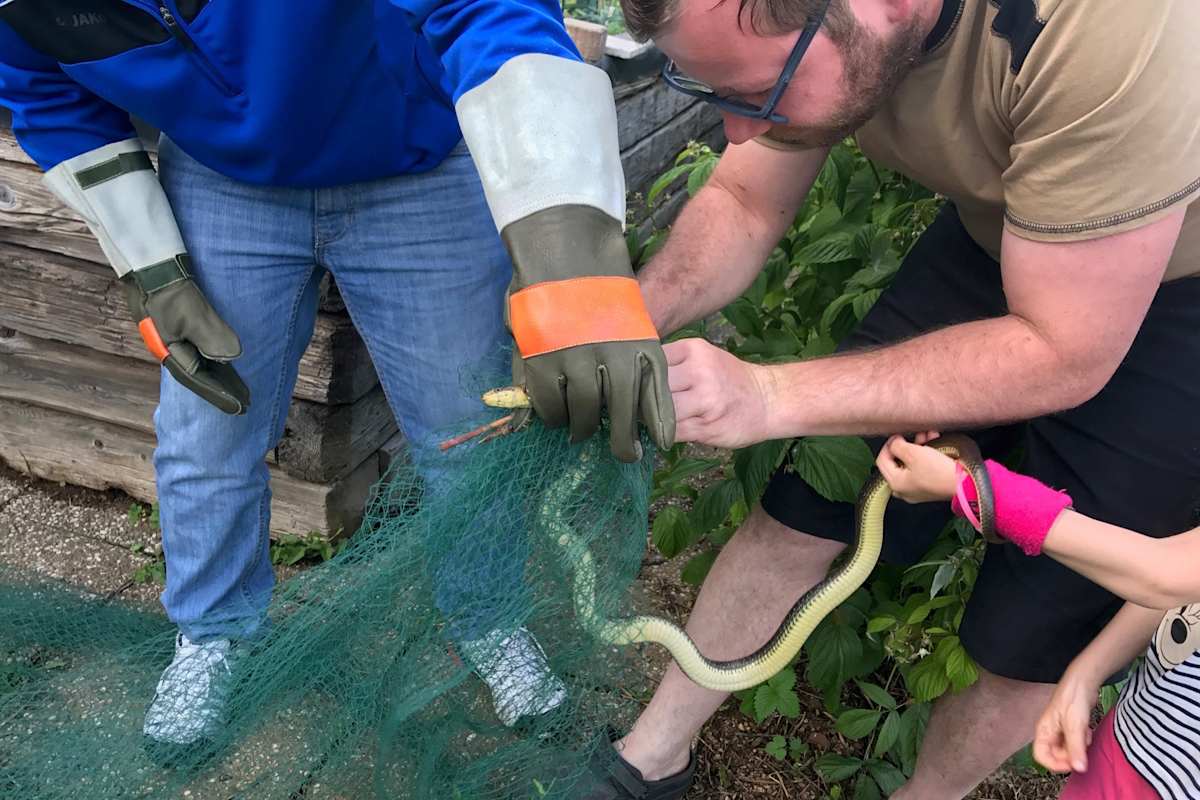 Immer öfter geraten Schlangen in Not, werden von Mähgeräten erwischt oder verheddern sich in Netzen, aus denen sie sich nicht mehr befreien können