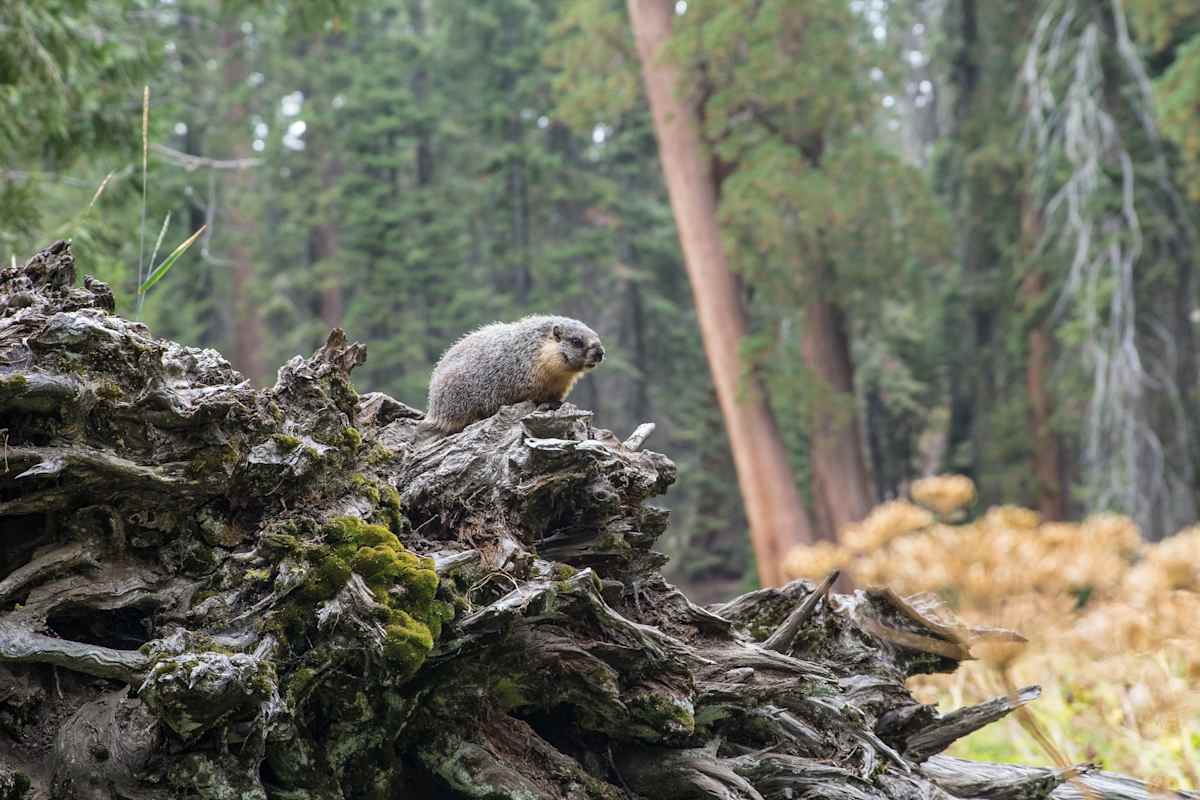 Mammutbäume Kalifornien Sierra Nevada