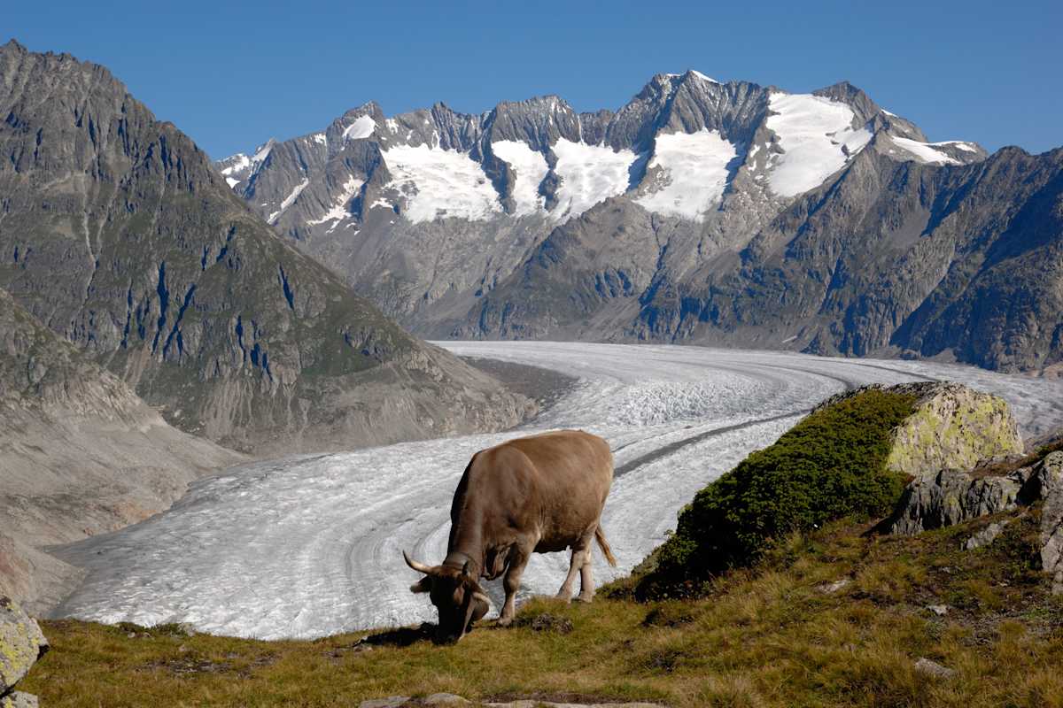 Aletschgletscher mit Kuh