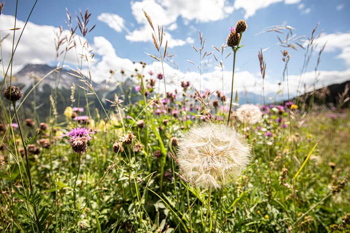 Artenreiche Bergwiesen im Unterengadin