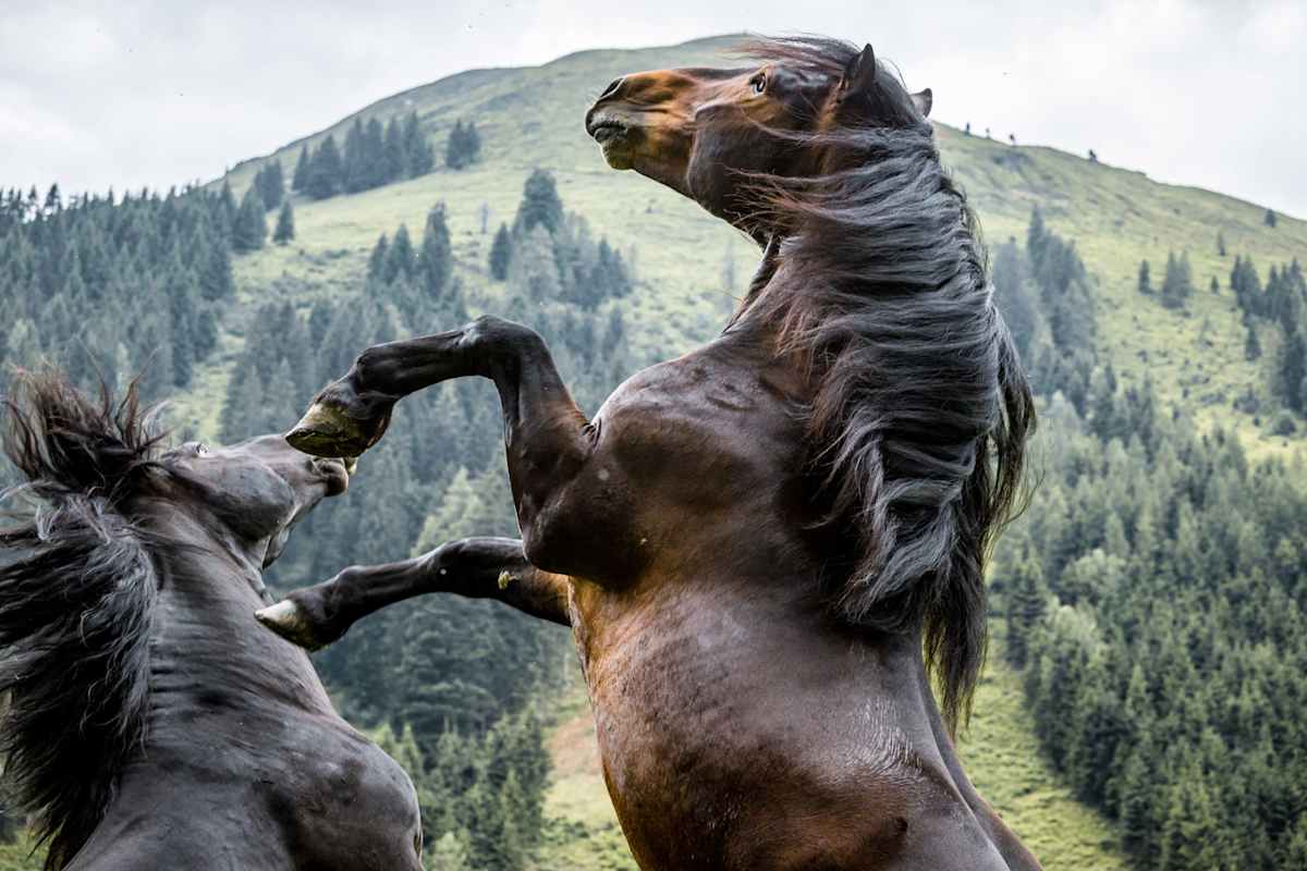 Noriker Hengstauftrieb