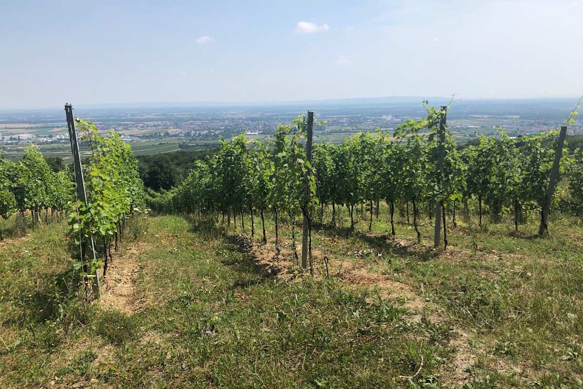 Weinstöcke entlang des Beethoven-Spazierweges