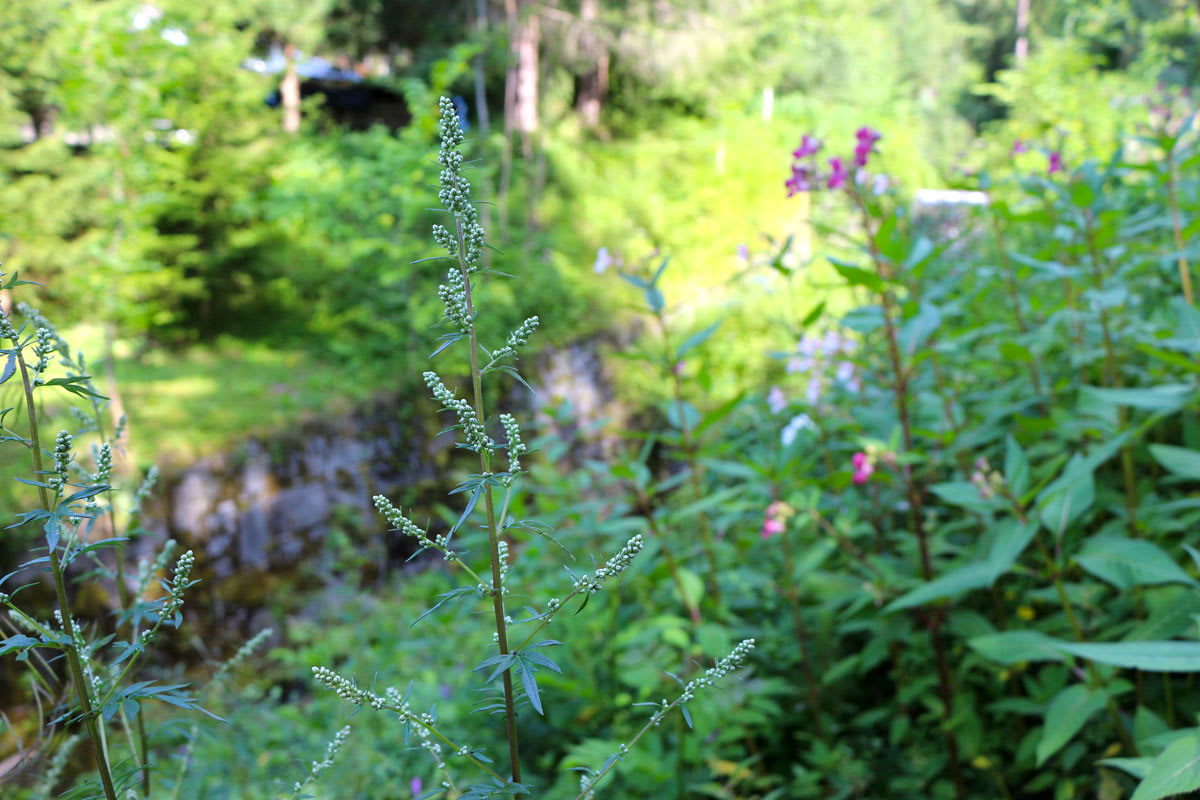 Der Gemeine Beifuß trägt im Volksmund viele Bezeichnungen, wie Wilder Wermut, Johannesgürtel-, Weiber-, Jungfern-, Sonnwend-, Fliegen- oder auch Besenkraut.