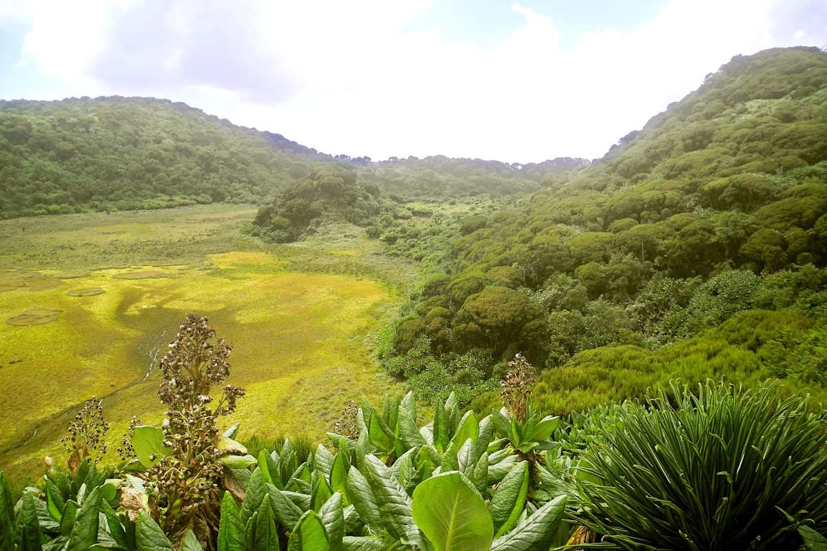 Virungas Berggorillas Reise