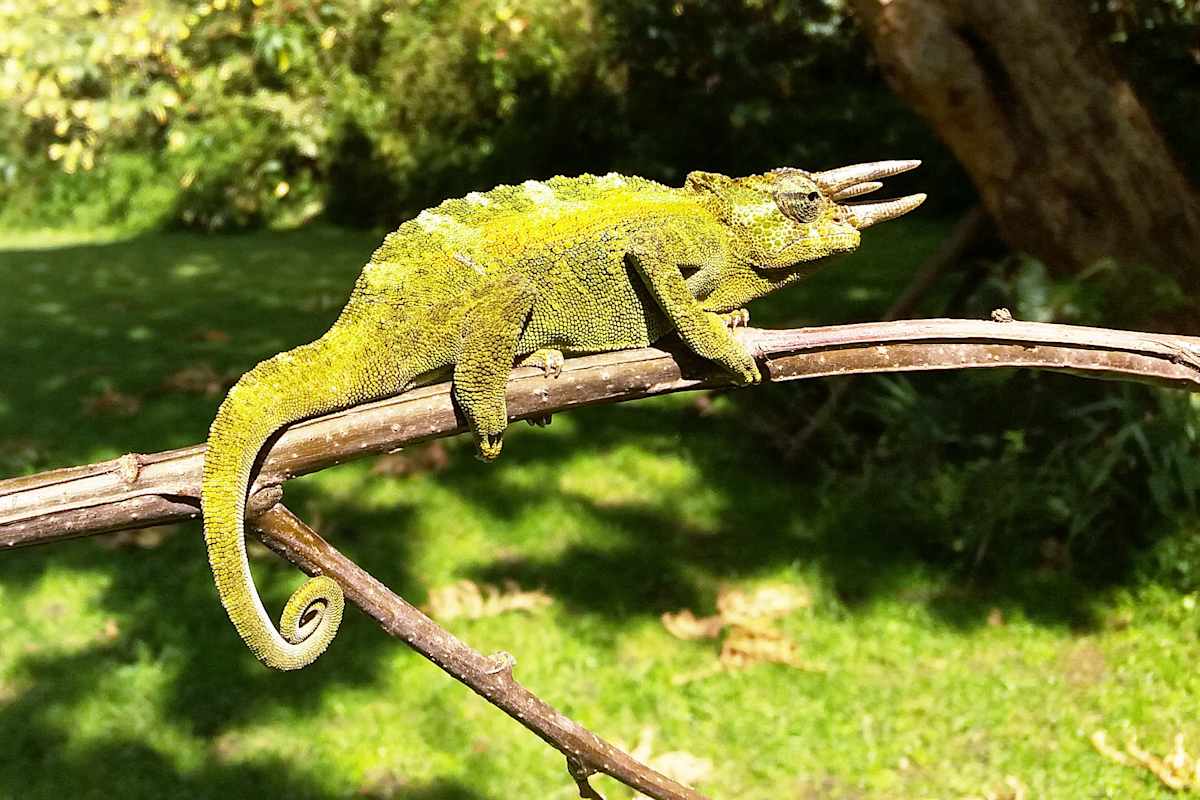 Virungas Berggorillas Reise