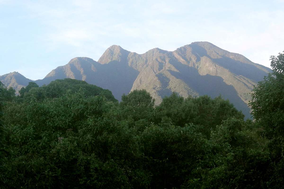 Virungas Berggorillas Reise