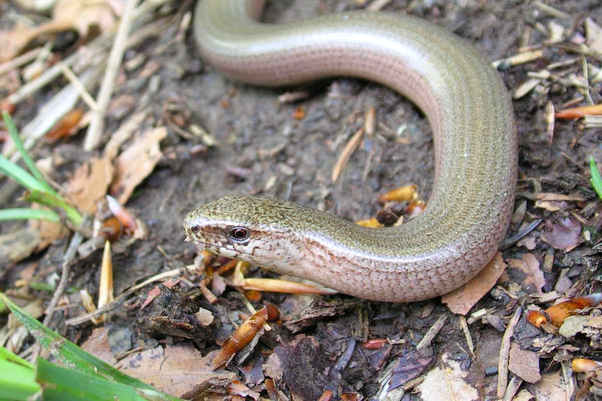 Die gemeine Blindschleiche in ihrem natürlichen Habitat