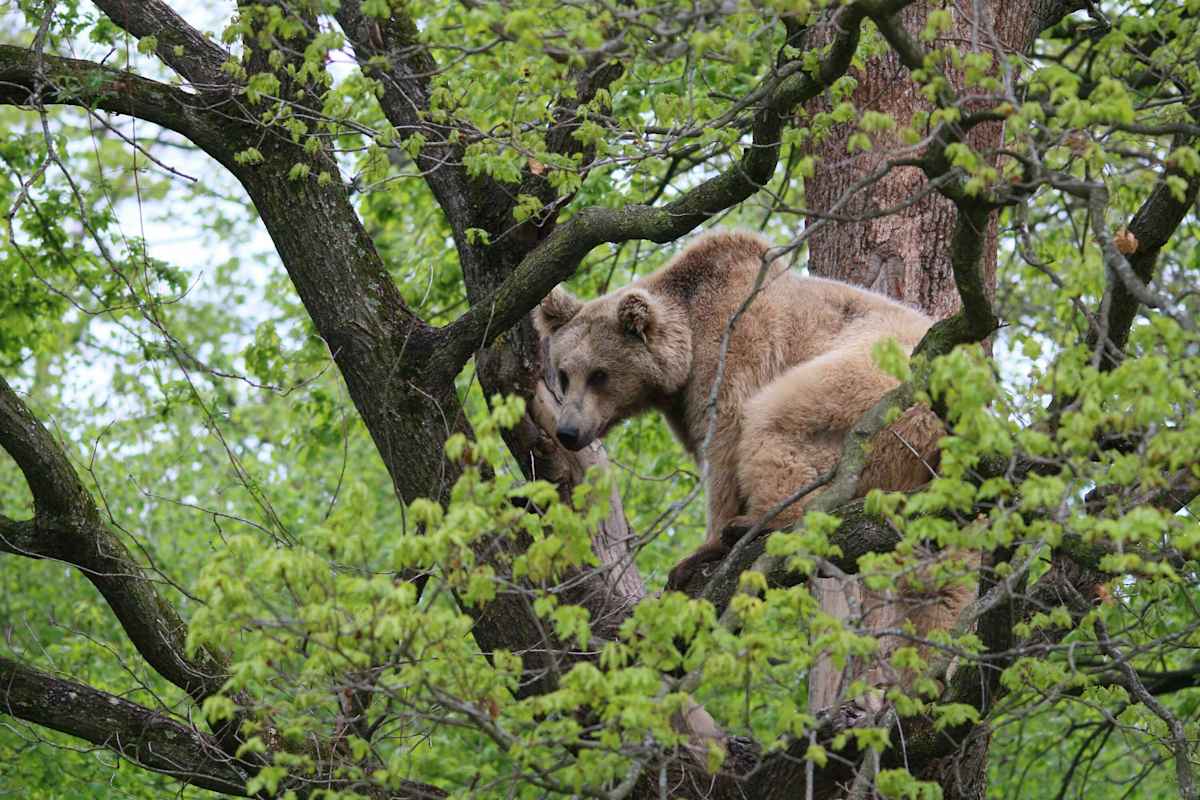 Reise Rumänien Karpaten Piatra Craiului Nationalpark