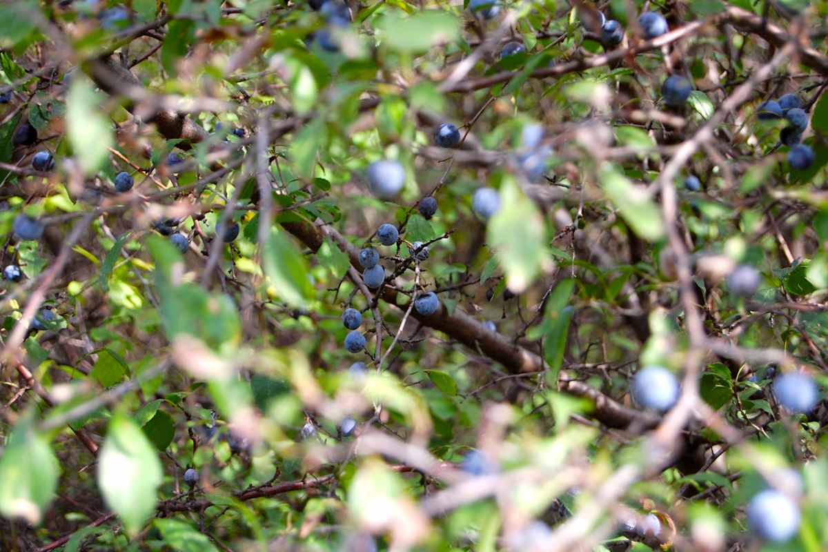 Der natürliche Zaun, denn durch das dichte Dornengewächs gibt es fast kein durchkommen