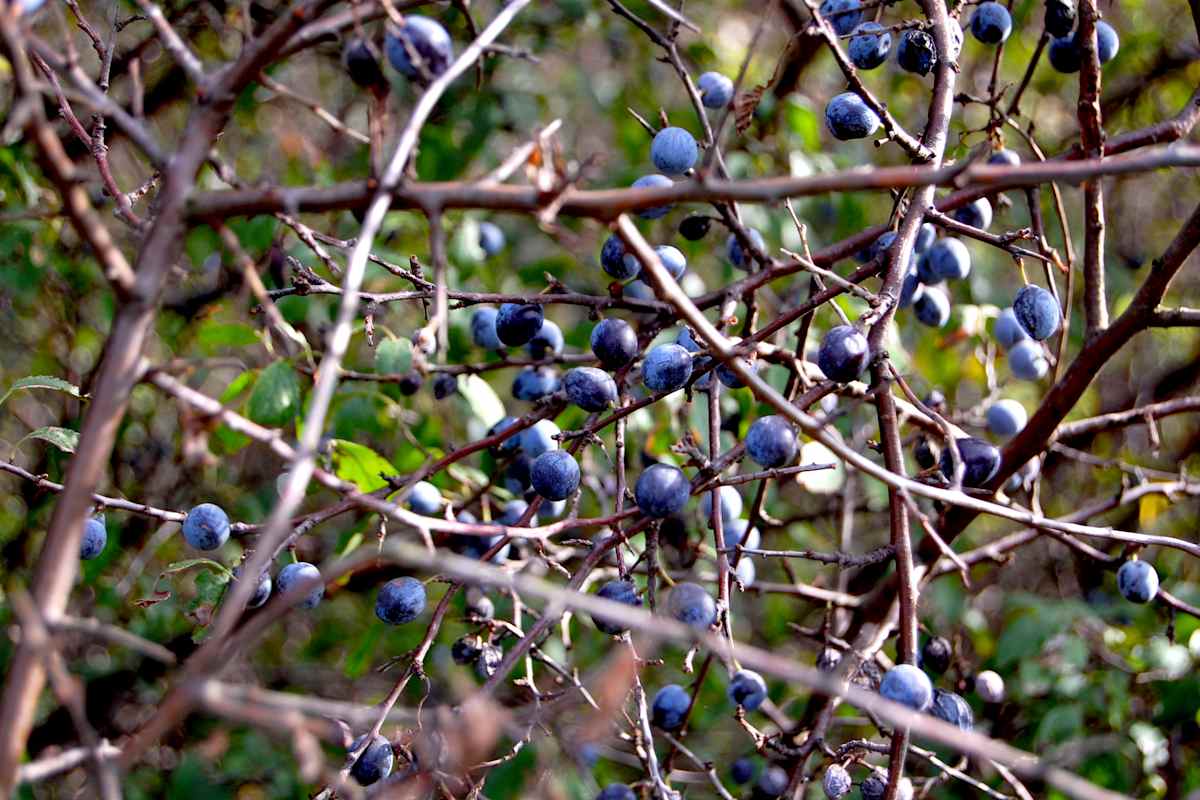 Die Schlehe wächst bis zu 4 Meter hoch 