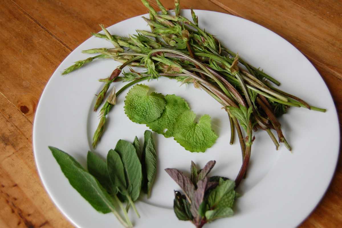 Selbstgemacht: Wilder Spargel