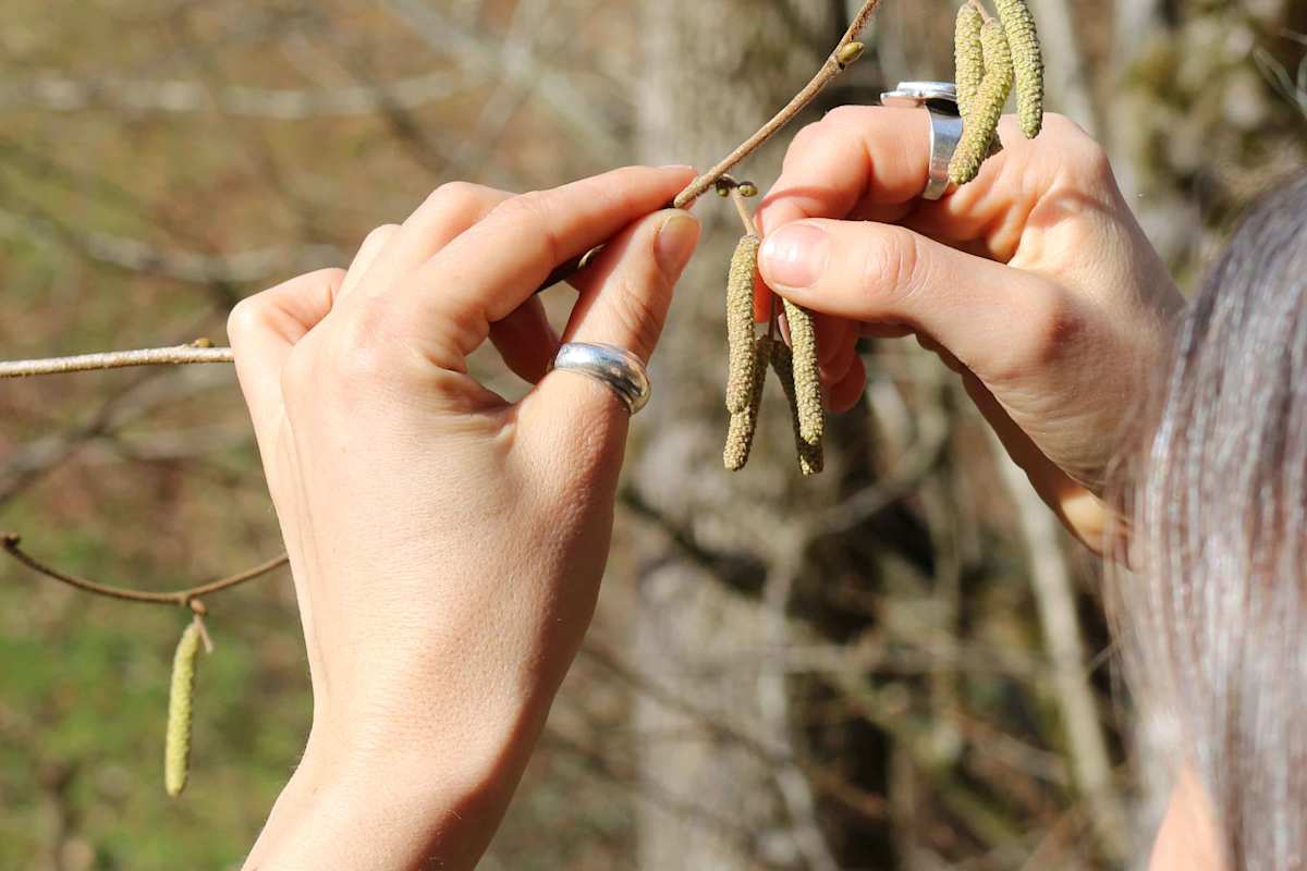 Die Blüten der Hasel produzieren Pollen, die für Bienen eine wichtige Nahrungsquelle darstellen - gesammelt werden daher nur sehr kleine Mengen 