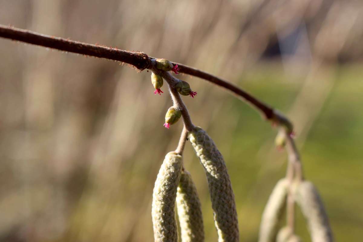 Die kleine, weibliche Blüte bildet später die Haselnüsse aus und sitzt versteckt in der Knospe - sichtbar ist nur die rote Narbe