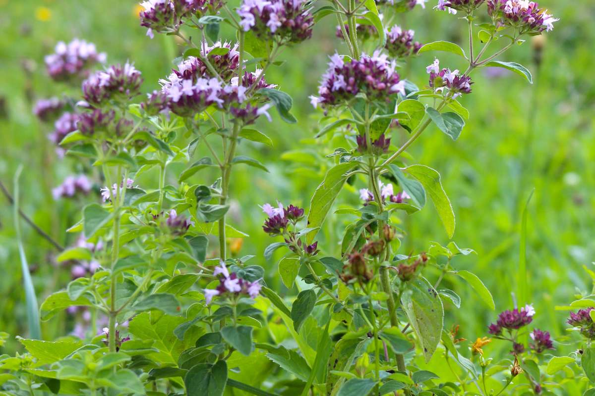 Der dost zählt zur Familie der Lippenblütler und macht sich gut als Pizzagewürz.
