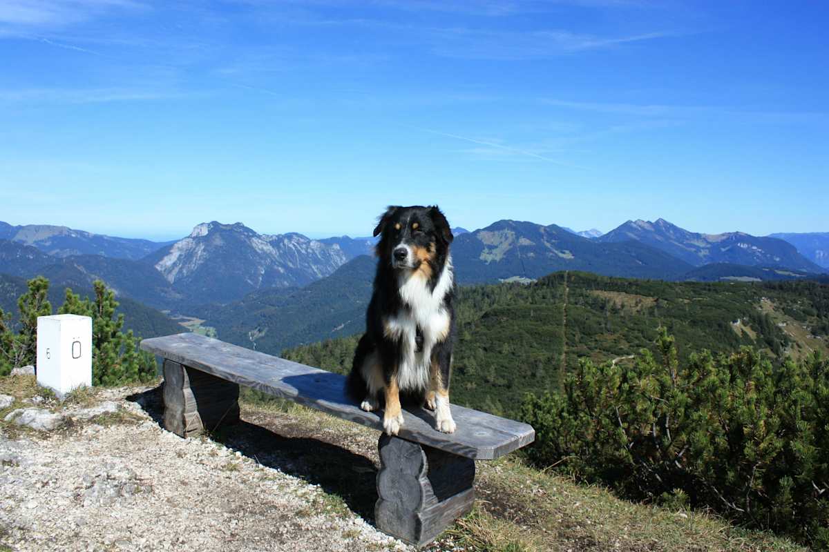 Wandern mit Hund: Auf den Eggenalmkogel