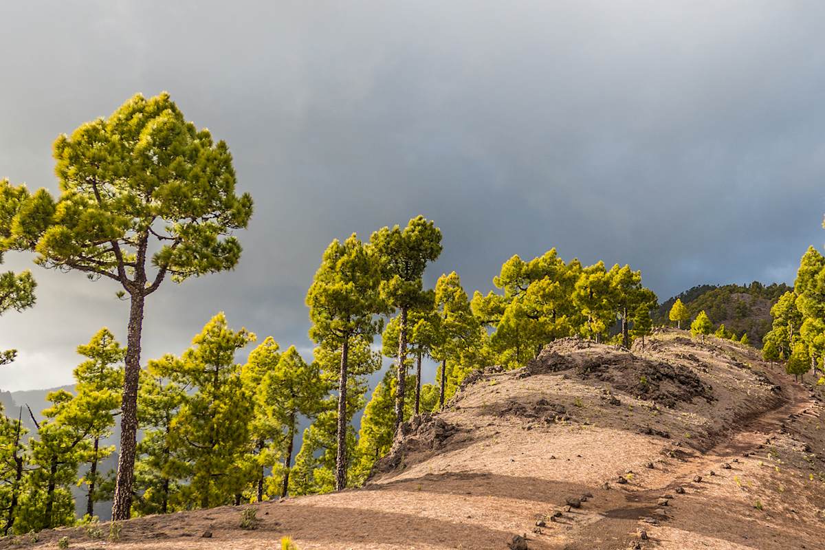 Kiefernwald auf La Palma