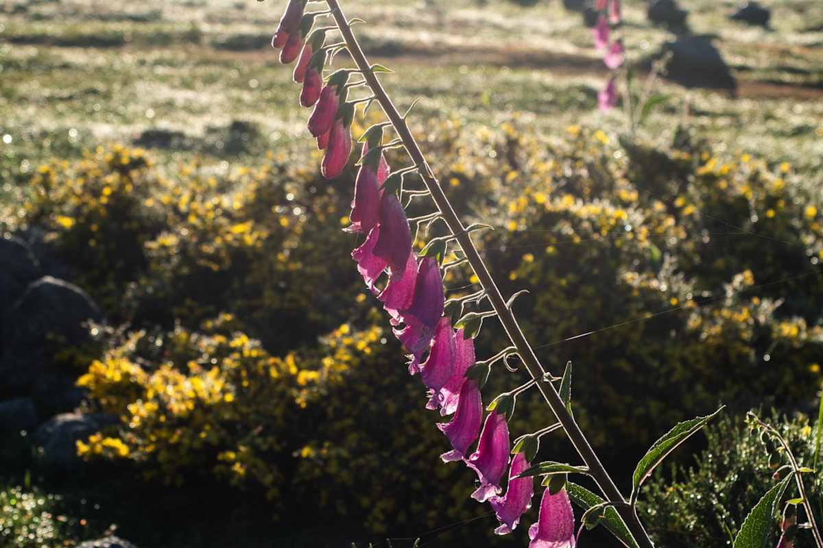 Die ersten Morgenstrahlen