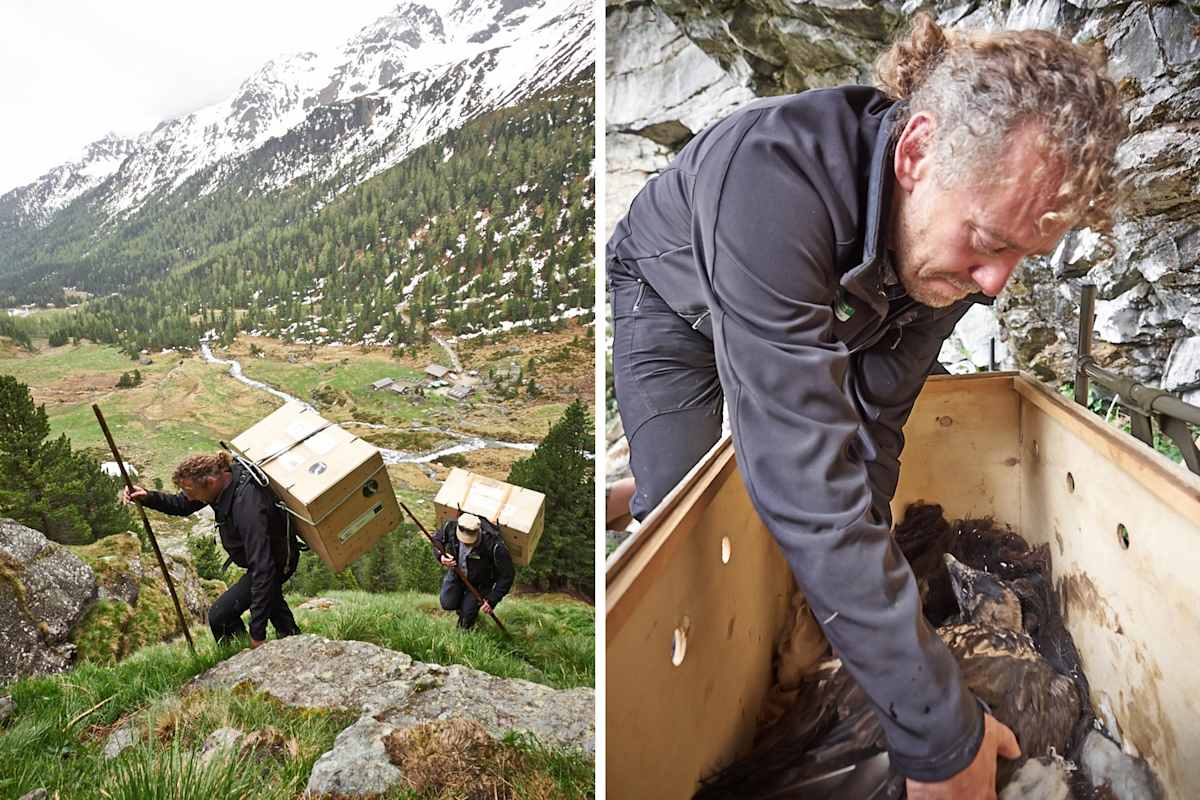 Die Reise ist für die Geier holprig: In einer Holzkiste über Stock und Stein