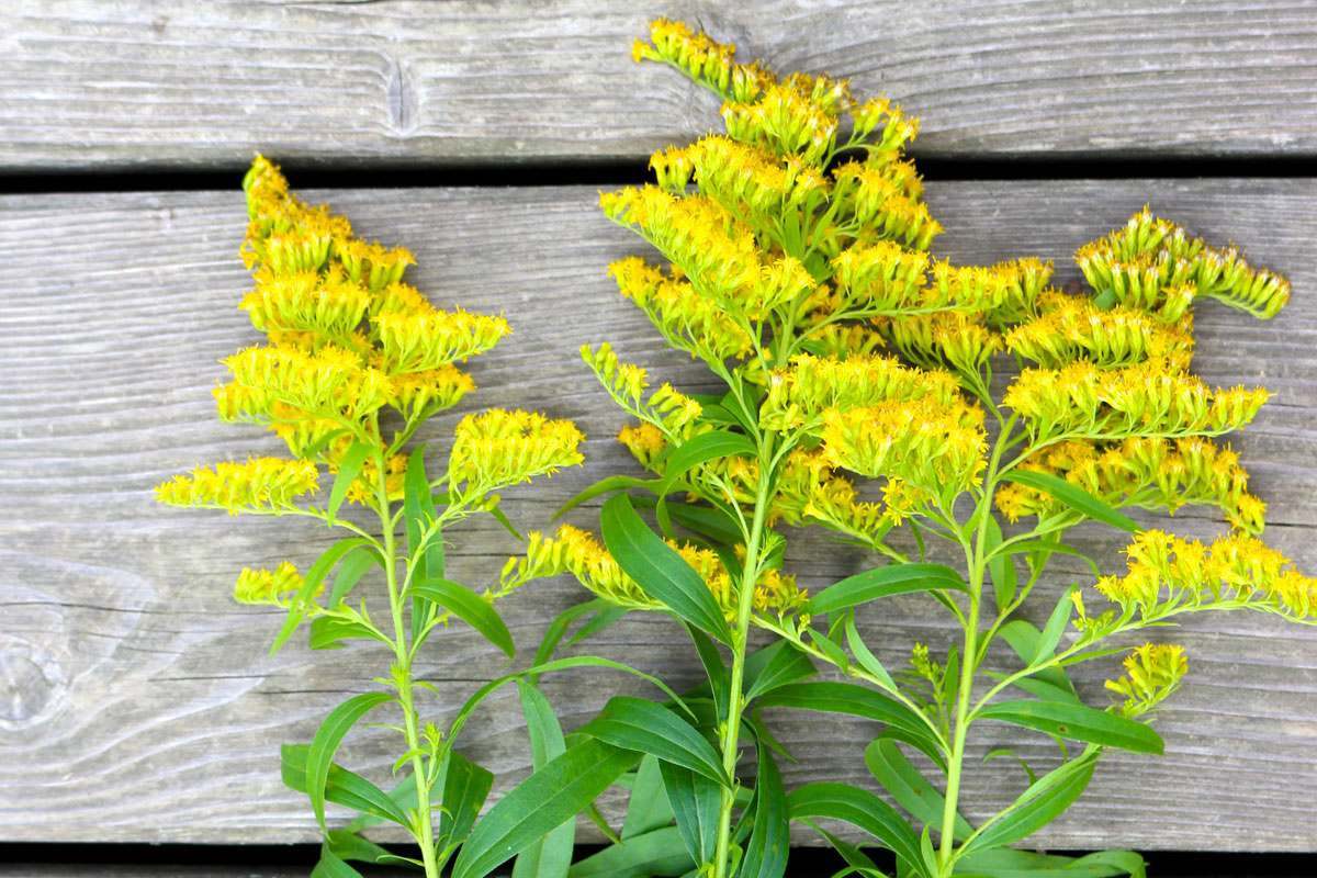 Die leuchtend gelbe Goldrute wird vor allem bei Harnwegsbeschwerden und Nierenerkrankungen eingesetzt