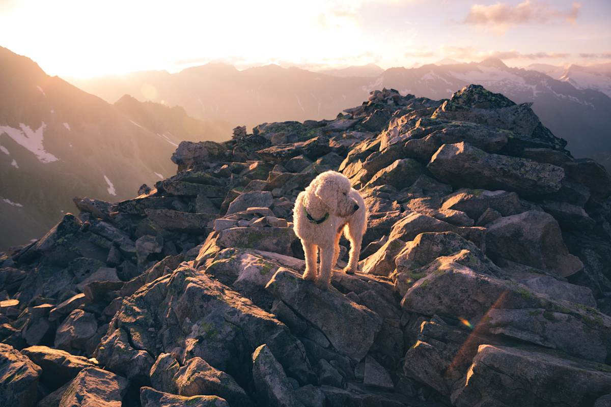Climbersforfuture am Gipfel des Großvenediger